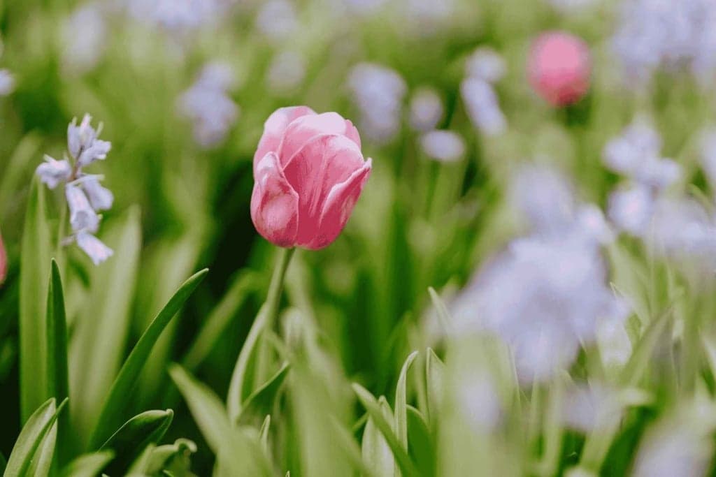 Tulip Time Flower Festival 2026